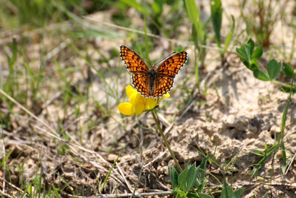 Melitaea phoebe, Nymphalidae